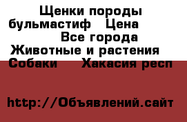 Щенки породы бульмастиф › Цена ­ 25 000 - Все города Животные и растения » Собаки   . Хакасия респ.